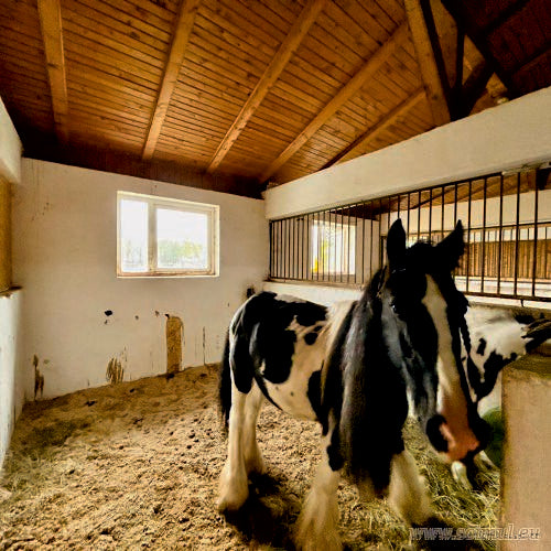 Pensiune Cai Snagov – Arkadia Horse Club | Boxe & Îngrijire Profesională