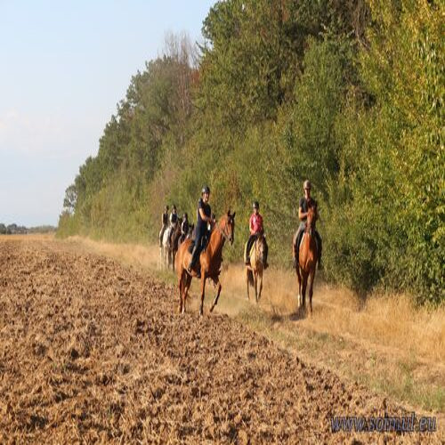 Plimbări Călare în Pădurea Scroviștea – Weekend (Vineri–Duminică)